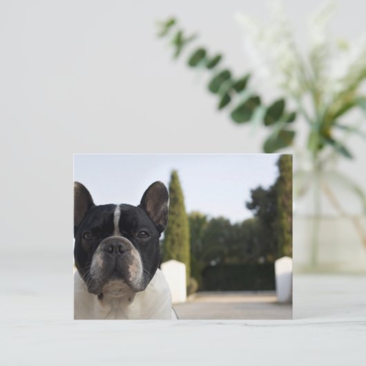 入り口で犬 ポストカード (スタンド正面)