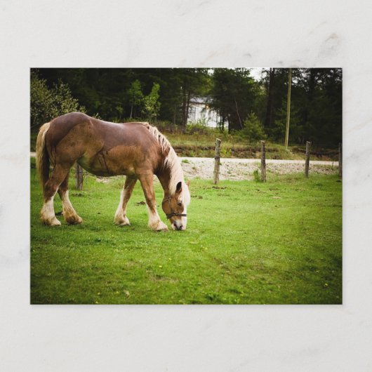 入浴後荷車を引くの放牧 ポストカード (正面)