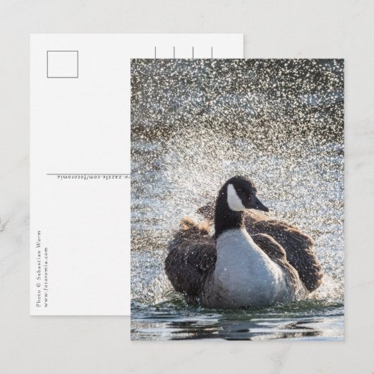 入浴用ガチョウの自然写真 ポストカード (正面/裏面)