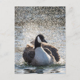 入浴用ガチョウの自然写真 ポストカード