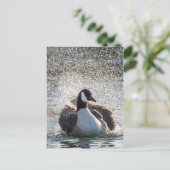 入浴用ガチョウの自然写真 ポストカード (スタンド正面)