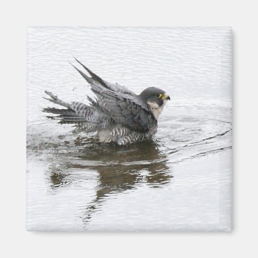 入浴美しい磁石 マグネット (正面)