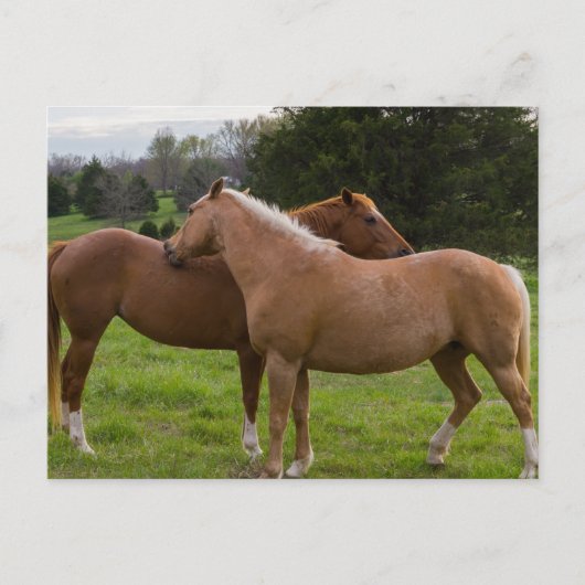 入浴美しい葉書 ポストカード (正面)