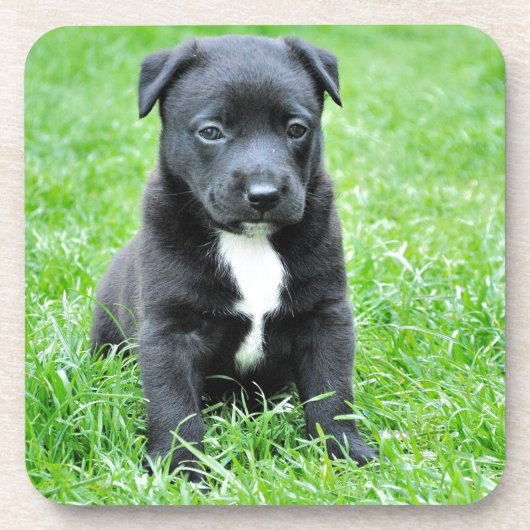 全く愛らしい子犬 コースター (正面)