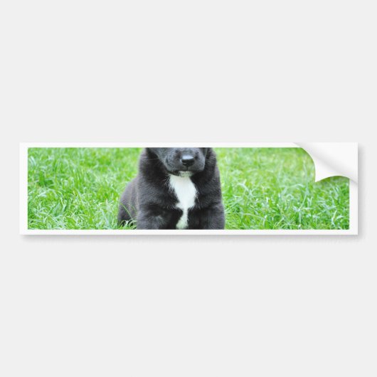 全く愛らしい子犬 バンパーステッカー (正面)