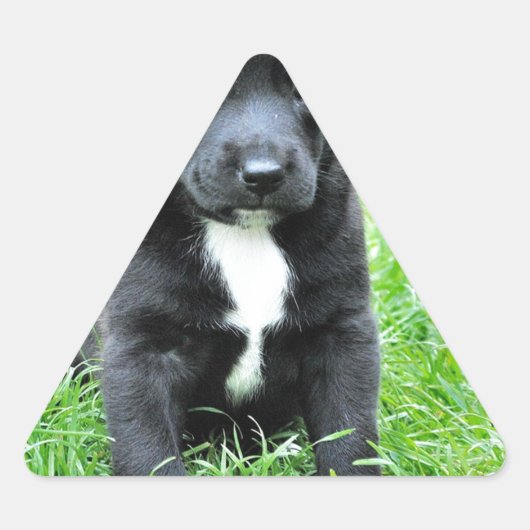 全く愛らしい子犬 三角形シール (正面)