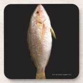 全すずき コースター (正面)