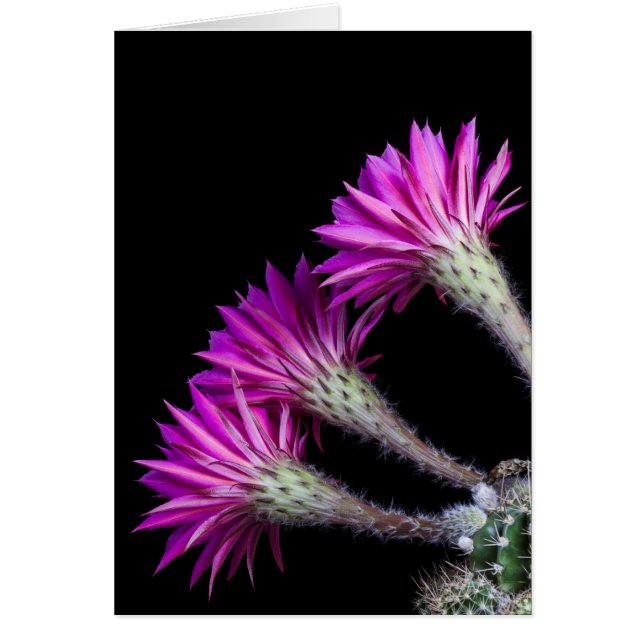 全ての者からのまわりにの (正面)