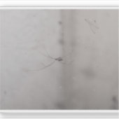 全世界的な地下室のクモ シール (正面)