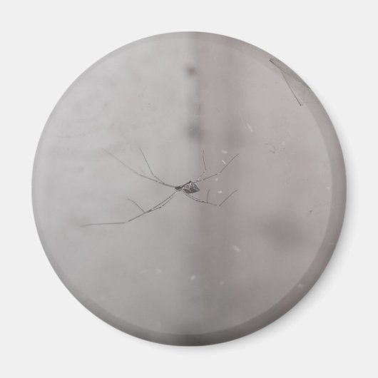 全世界的な地下室のクモ マグネット (正面)