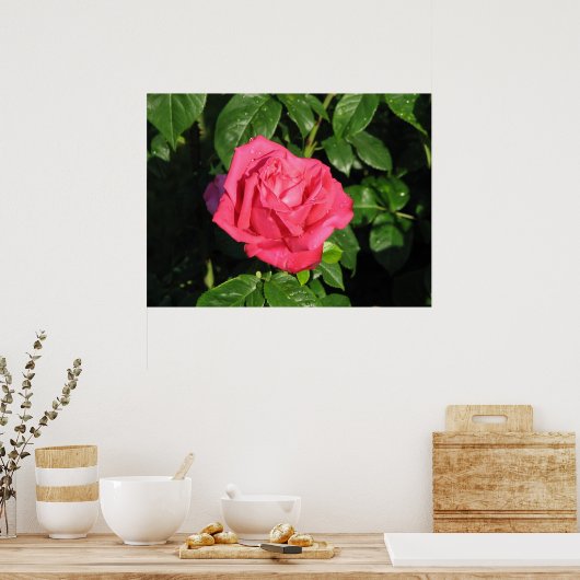 全恋しく思米美しいハイブリッドティーバラ097 ポスター (キッチン)