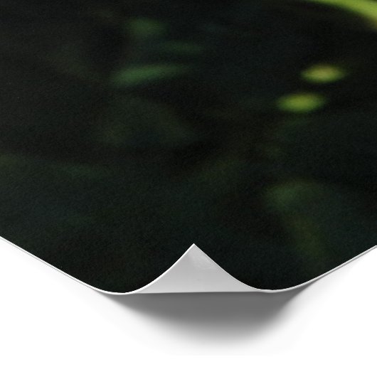 全恋しく思米美しいハイブリッドティーバラ097 ポスター (角)