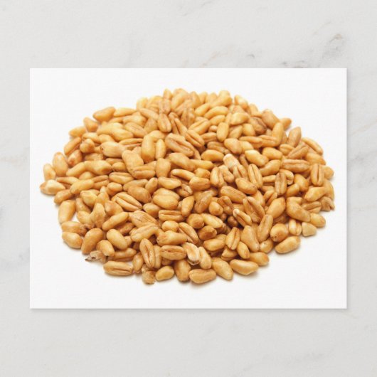 全粒小麦 ポストカード (正面)