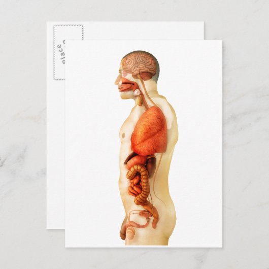 全臓器を示すヒト体の解剖学2 ポストカード (正面/裏面)