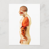 全臓器を示すヒト体の解剖学2 ポストカード (正面)