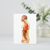 全臓器を示すヒト体の解剖学2 ポストカード (スタンド正面)