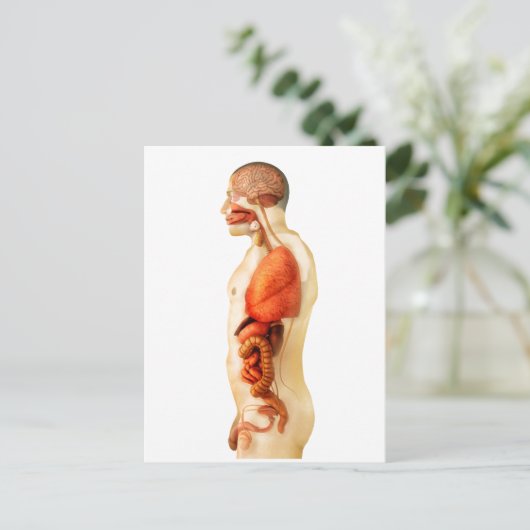 全臓器を示すヒト体の解剖学2 ポストカード (スタンド正面)