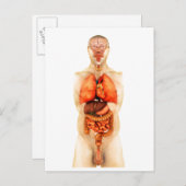全臓器1を示すヒト体の解剖学 ポストカード (正面/裏面)