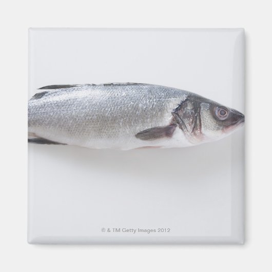 全身ブランジニ魚 マグネット (正面)