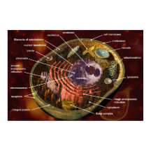 全身性動物細胞ポスター