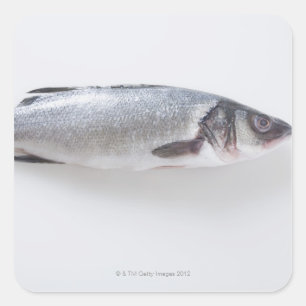 全branziniの魚 スクエアシール