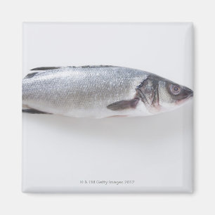 全branziniの魚 マグネット