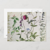 八勉強の野生の花 ポストカード (正面/裏面)