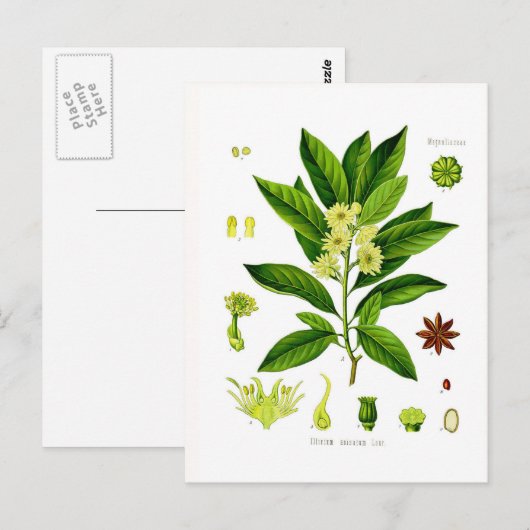 八角 ポストカード (正面/裏面)