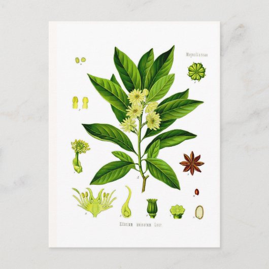 八角 ポストカード (正面)