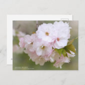 八重桜「松月」 ポストカード (正面/裏面)