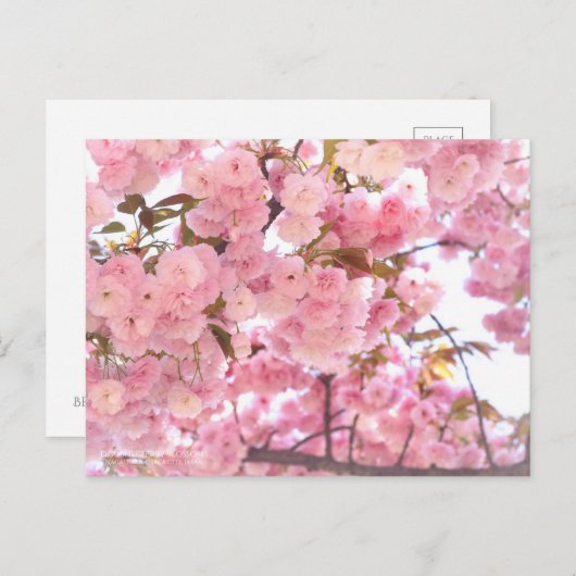 八重桜(Double cherry blossoms) ポストカード (正面/裏面)