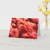 公共庭の赤いミイラ カード (黄色い花)