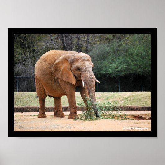 公園のアフリカゾウ ポスター (正面)