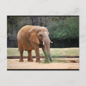 公園のアフリカゾウ ポストカード (正面)
