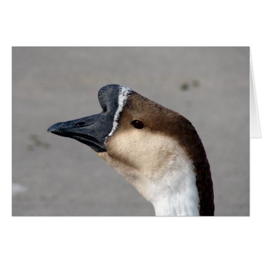 公園のガチョウ (正面横)