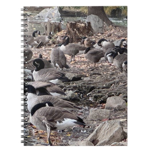 公園のガチョウ ノート (正面)