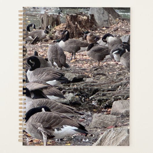 公園のガチョウ プランナー (正面)
