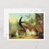 公園のクジャク、鳩、ニワトリ、カケス ポストカード (正面/裏面)