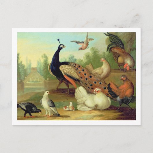 公園のクジャク、鳩、ニワトリ、カケス ポストカード (正面)