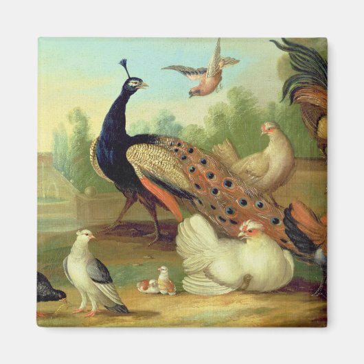公園のクジャク、鳩、ニワトリ、カケス マグネット (正面)