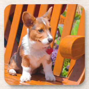 公園のベンチに坐っているペンブロークのウェルシュコーギーの子犬 コースター