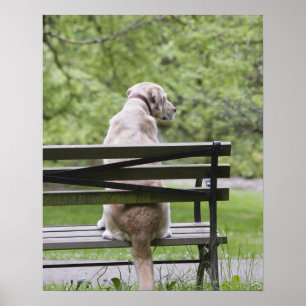 公園のベンチに座っている犬 ポスター