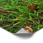 公園の中のパグ ポスター (角)