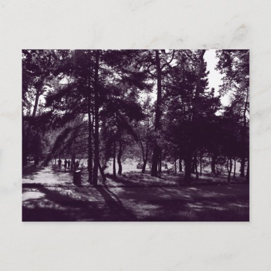 公園の午後(紫のトーンBW) ポストカード (正面)