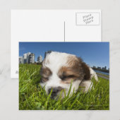 公園の可愛い子犬,バンクーバー, BC,カナダ。 ポストカード (正面/裏面)
