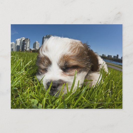 公園の可愛い子犬,バンクーバー, BC,カナダ。 ポストカード (正面)