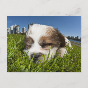 公園の可愛い子犬,バンクーバー, BC,カナダ。 ポストカード