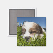 公園の可愛い子犬，バンクーバー， BC，カナダ。 マグネット (正面/裏面)