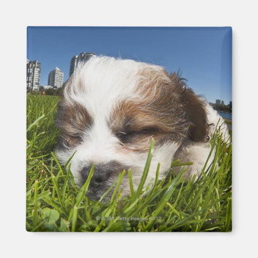 公園の可愛い子犬，バンクーバー， BC，カナダ。 マグネット (正面)