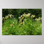 公園の夏の植物 ポスター (正面)